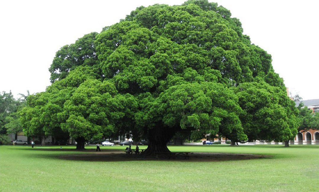 闸北金榕树服务号代运营案例